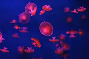 Theriology Prints: Mediterranean jellyfish