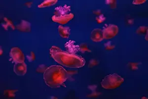 Medusa Prints: Mediterranean jellyfish