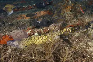Moves Prints: A Mediterranean moray eel (Muraena helena) moves between parts of the wreck and small fish swimming past