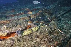 Cote Dazur Prints: A Mediterranean moray eel (Muraena helena) and various fish in clear waters