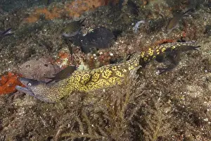 Le Midi Prints: A Mediterranean moray eel (Muraena helena) between wreck parts full of small fish in a detailed scene