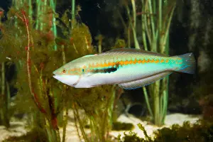Marine Animal Prints: Mediterranean rainbow wrasse, rainbowfish