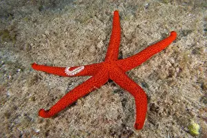 Echinoderm Prints: A mediterranean red sea star (Echinaster sepositus) lies on an algae-covered seabed