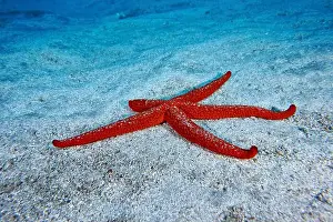 Echinoderm Prints: A mediterranean red sea star (Echinaster sepositus) spreads out on the sandy substrate