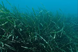 Seagrass Prints: Mediterranean sea grass in the Mediterranean sea
