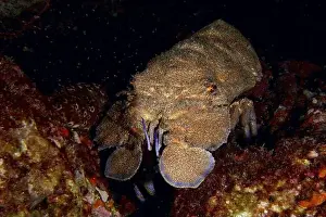 Canaries Prints: A Mediterranean slipper lobster (Scyllarides latus) moves on a dark seabed surrounded by rocks