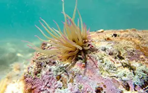 Anemones Prints: Mediterranean snakelocks sea anemone - Anemonia sulcata