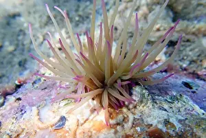 Anemones Prints: Mediterranean snakelocks sea anemone - Anemonia sulcata