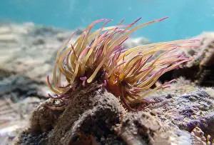 Anemones Prints: Mediterranean snakelocks sea anemone - Anemonia sulcata