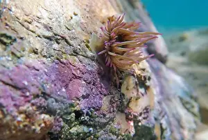Anemones Prints: Mediterranean snakelocks sea anemone - Anemonia sulcata