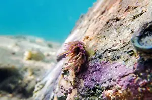 Seawater Prints: Mediterranean snakelocks sea anemone - Anemonia sulcata