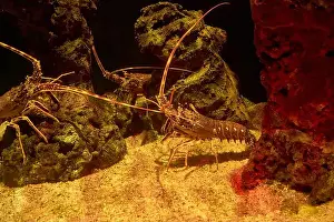 Animals In Captivity Prints: Two Mediterranean underwater lobsters on a sandy bottom facing each other