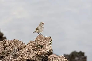 Punta Prints: Medium Ground Finch (Geospiza fortis)