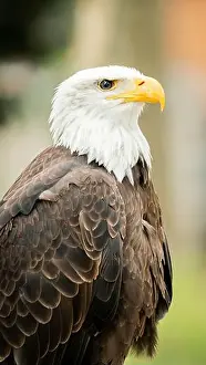 American Eagle Prints: Medium shot of a bald eagle