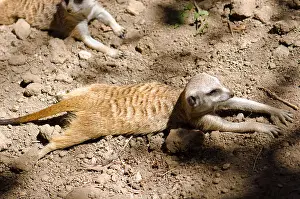 Meerkat Prints: Meerkat (Suricata Suricatta )