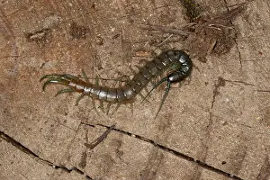 Venomous Prints: Megarian banded centipede, Mediterranean banded centipede