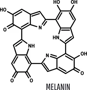 Blotch Prints: Melanin structural chemical formula on a white background