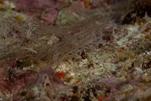 Macro Life Prints: Melibe - Ghost Nudi