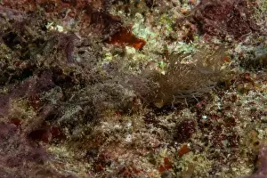 Macro Life Prints: Melibe - Ghost Nudi