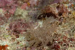 Macro Life Prints: Melibe - Ghost Nudi