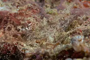 Macro Life Prints: Melibe - Ghost Nudi