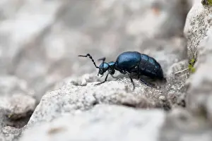 Arthropoda Prints: Meloe violaceus Blister beetle walking on ground