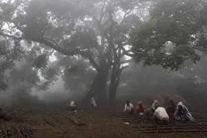 Monsoon Prints: Men working under a tree in misty weather. Monsoon, Mahabaleshwar