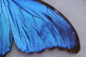 Menelaus blue morpho - Morpho menelaus - macro butterfly wing