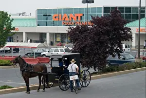 Farms Prints: Mennonite with horse drawn carriage, Lancaster County, PA