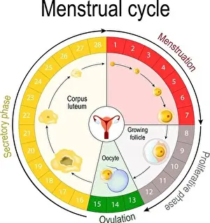 Hormone Prints: Menstrual cycle chart. increase and decrease of the hormones