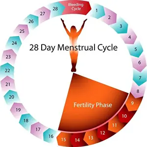 Gynecology Prints: Menstrual Cycle Fertility Chart