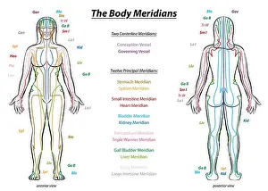 MERIDIAN SYSTEM CHART - Female body with principal and centerline acupuncture meridians - anterior and posterior view