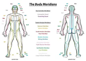 Channels Prints: Meridian System Chart - Male body with principal and centerline acupuncture meridians - anterior and posterior view