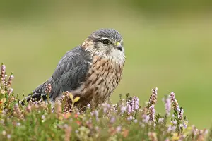 Eurasian Prints: Merlin (Falco columbarius), young male, in heather, Yorkshire, England, August (Captive)