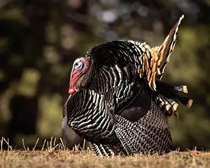 Strut Prints: Merriam's tom turkey - Meleagris gallopavo - in full strut Colorado, USA