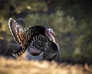 Strut Prints: Merriam's tom turkey - Meleagris gallopavo - in full strut Colorado, USA