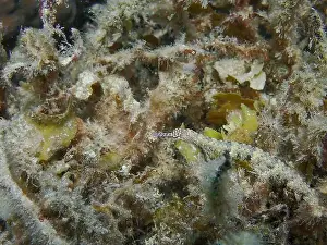 Exotic Fish Prints: Messmate pipefish (Corythoichthys intestinalis) swimming among coral reefs in Bawean Island