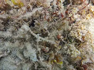 Exotic Fish Prints: Messmate pipefish (Corythoichthys intestinalis) swimming among coral reefs in Bawean Island