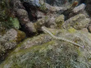 Exotic Fish Prints: Messmate pipefish (Corythoichthys intestinalis) swimming among coral reefs in Bawean Island