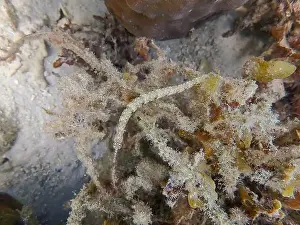 Exotic Fish Prints: Messmate pipefish (Corythoichthys intestinalis) swimming among coral reefs in Bawean Island