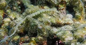 Exotic Fish Prints: Messmate pipefish (Corythoichthys intestinalis) swimming among coral reefs in Bawean Island