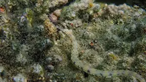 Exotic Fish Prints: Messmate pipefish (Corythoichthys intestinalis) swimming among coral reefs in Bawean Island