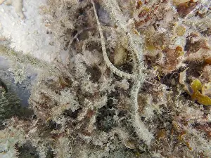 Exotic Fish Prints: Messmate pipefish (Corythoichthys intestinalis) swimming among coral reefs in Bawean Island