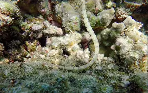Exotic Fish Prints: Messmate pipefish (Corythoichthys intestinalis) swimming among coral reefs in Bawean Island