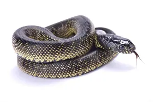Smelling Prints: Mexican black kingsnake, Lampropeltis getula nigrita