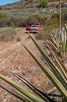 Tequila Prints: Mexican diversity culture