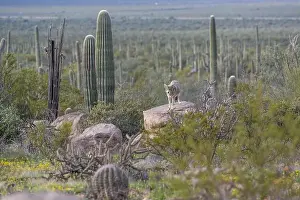 Sonora Desert Museum Prints: A Mexican Gray Wolf in Tucson, Arizona