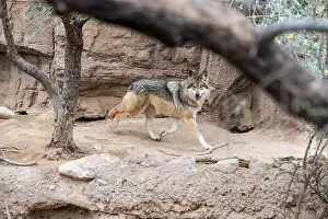 Sonora Desert Museum Prints: A Mexican Gray Wolf in Tucson, Arizona