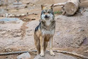 Tucson Prints: A Mexican Gray Wolf in Tucson, Arizona