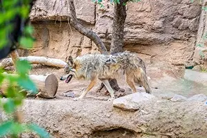 Tucson Prints: A Mexican Gray Wolf in Tucson, Arizona